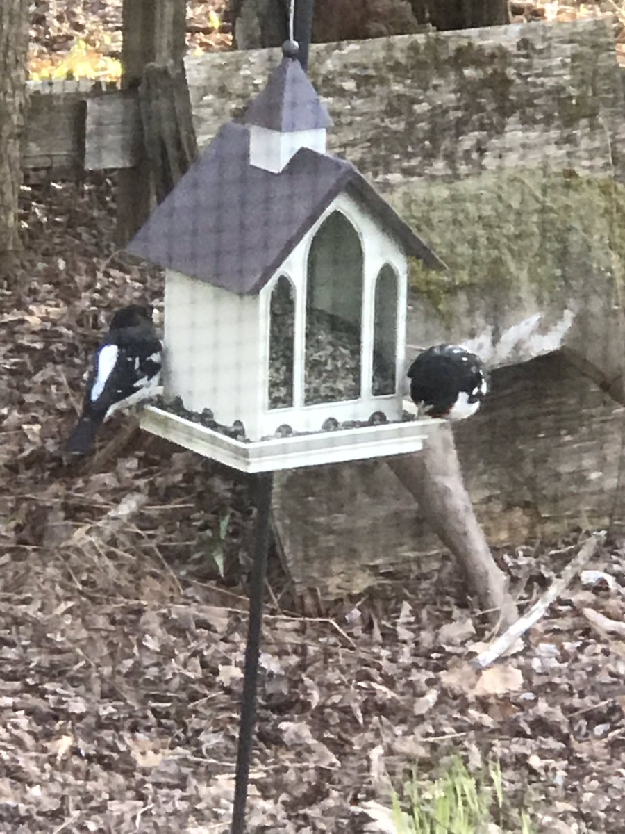 JamesMicali's tweet photo. Where my “tweets “ seem to end up.
Upstate, New York https://t.co/cI6hISCBsT