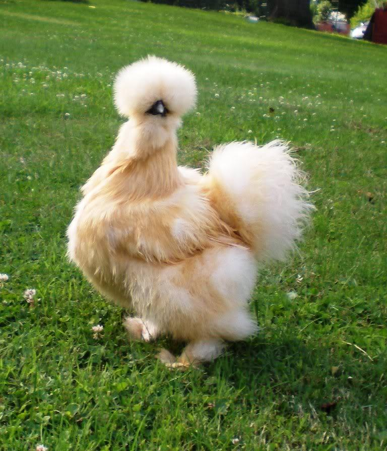 você já viu a galinha silkie? é a minha favorita.