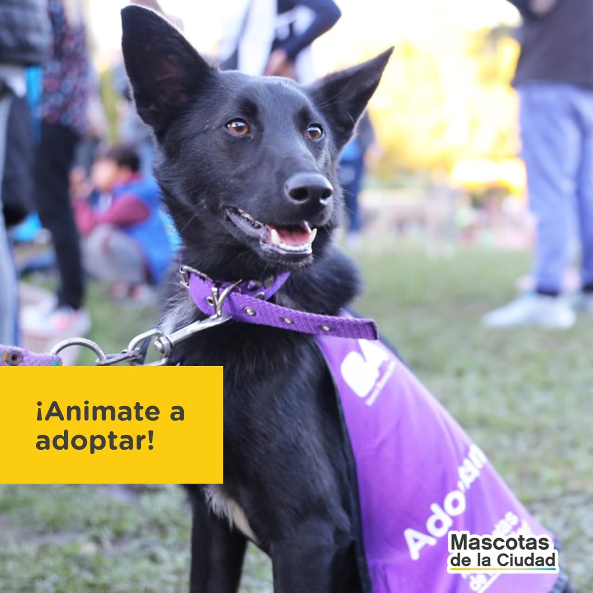 AnimalesBA's tweet photo. En la ciudad, muchos perros y gatos nos necesitan. Uno de ellos puede ser tu compañero ideal ¡Animate a la experiencia de adoptar y cambiar su vida para siempre! Conocé los perros en adopción acá 👇 https://t.co/pxWHwO8yjg
#MejorAdoptá https://t.co/HJBuQNLPfX