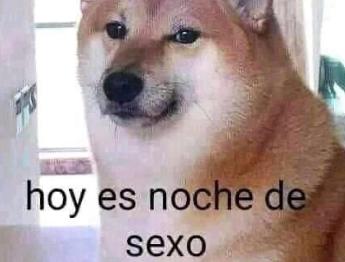 Noticias y Memes on X: *Se cae un peluche al piso* Mi perro:  t.coEmb1DQ47ES  X