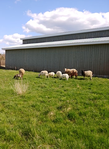 ShanisFarm's tweet photo. Bees are pollinating our plum trees, the sheep are out on fresh grass; all is good on the farm!! We are now taking orders for May 23, 2020 delivery . Halifax, . Along no contact home del. from Sack., Bed., Dart. &amp; HRM email clwilliams@eastlink.ca  for this week’s product list. https://t.co/CVFIeTAmaA