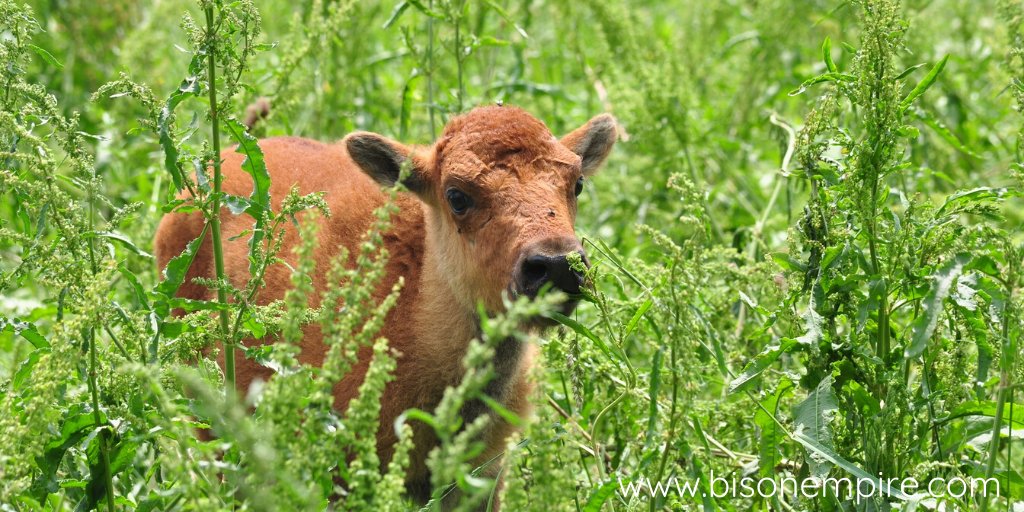 BisonEmpire's tweet photo. 🐃 Oh that face... sweetest thing ever!  Committed to growing the American Bison population in North America!

#bisonempire #bisonlife #bison #ranchlife

https://t.co/IFTFwq8UEU https://t.co/nkSAXHFE4h