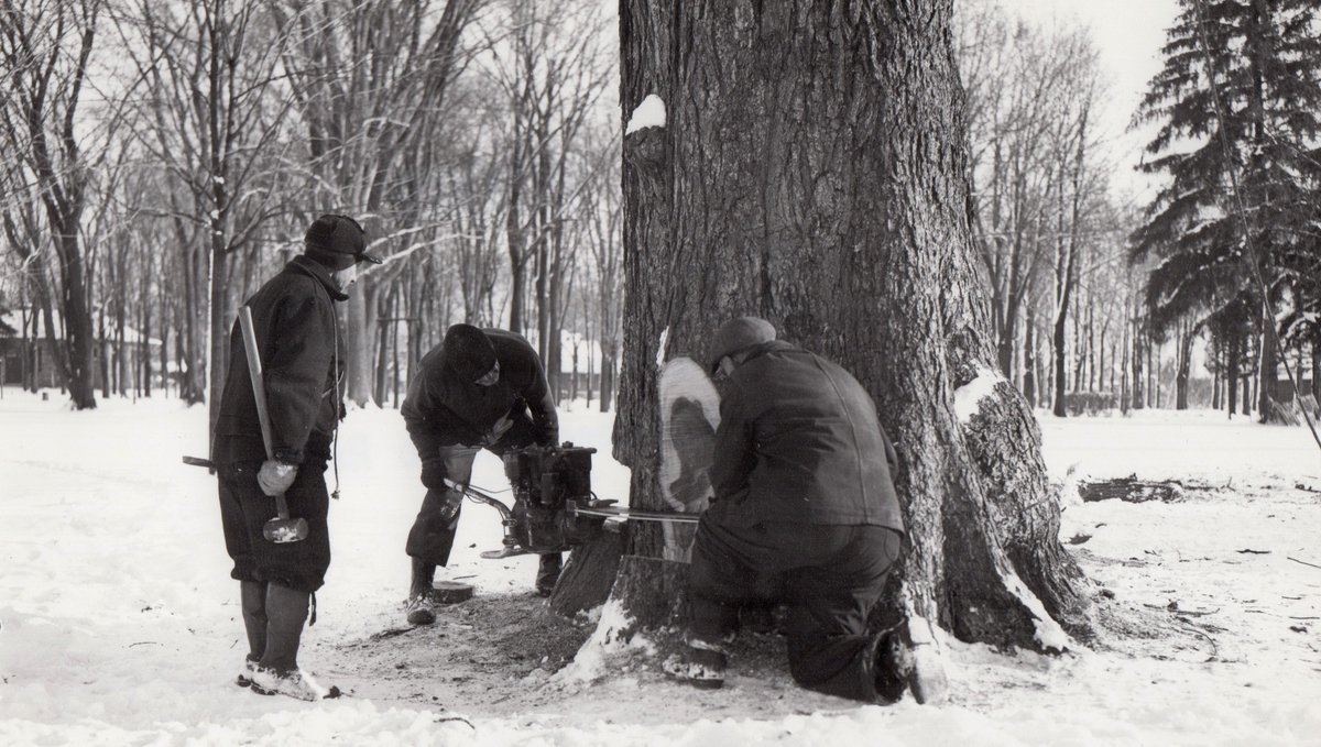 DeniseMcGoldri1's tweet photo. This week is National Public Works Week #npww2020 - a celebration of services that form the backbone of quality of life in our community.  We are taking a trip down memory lane to celebrate past and present. (Credit: 1953- Victoria Park Gallery via Rych Mills) https://t.co/OzJiHwcZxv