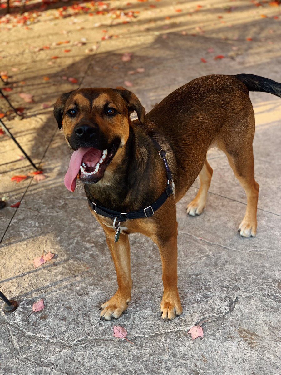 jdidiana's tweet photo. @Do312 @onetailatatime @PAWSChicago #ChanceThePupper π https://t.co/q10rgKRyuk