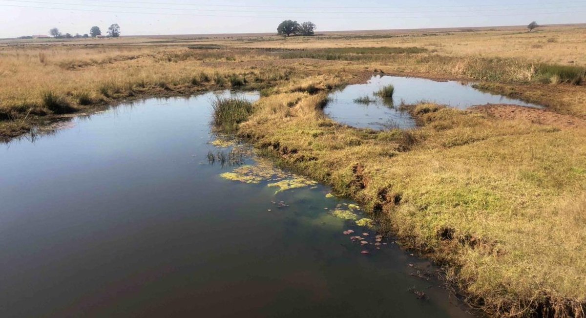 MORA_Ecology's tweet image. Day 2 of #Biomonitoring #SASS5 
Should you require our services, please contact us on info@moraecological.co.za or call 0814103763