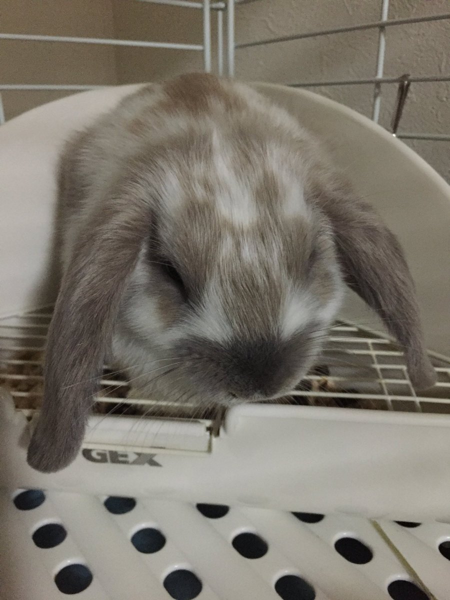 ミミズ Com ゆるゲゲ うさぎ ウサギ 兎 色が濃くなったのと 凄く大きくなった ホーランドロップイヤーとして買ったけど 血統書無しの雑種なので多分血統書有りの場合はもう少し小さいのかも W