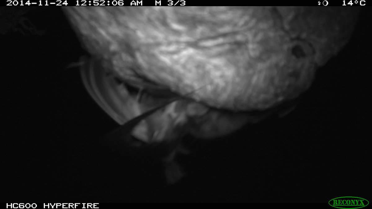 Tiny, cute mammals won't miss a chance for protein - this sequence shows a pygmy possum dragging an adult tree martin out of its nest. It hasn't read the books that say pygmy possums only eat nectar &amp; insects
#WildOz #Science