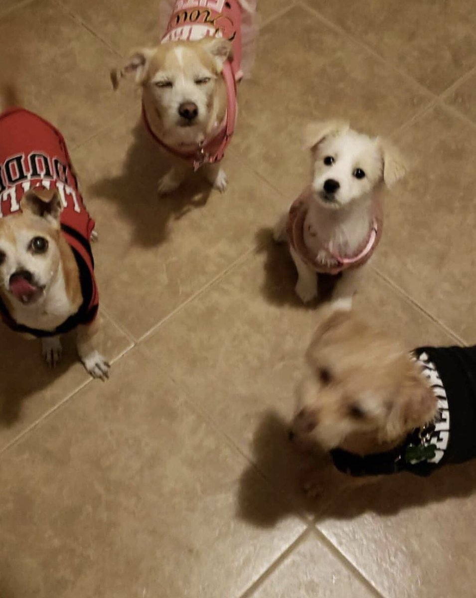 TheGuz00's tweet photo. @jontaffer My daughter rescued these 4 little 1’s, she works for #WattsProject an animal rescue and adoption! @jontaffer https://t.co/9pe6IWoGjB