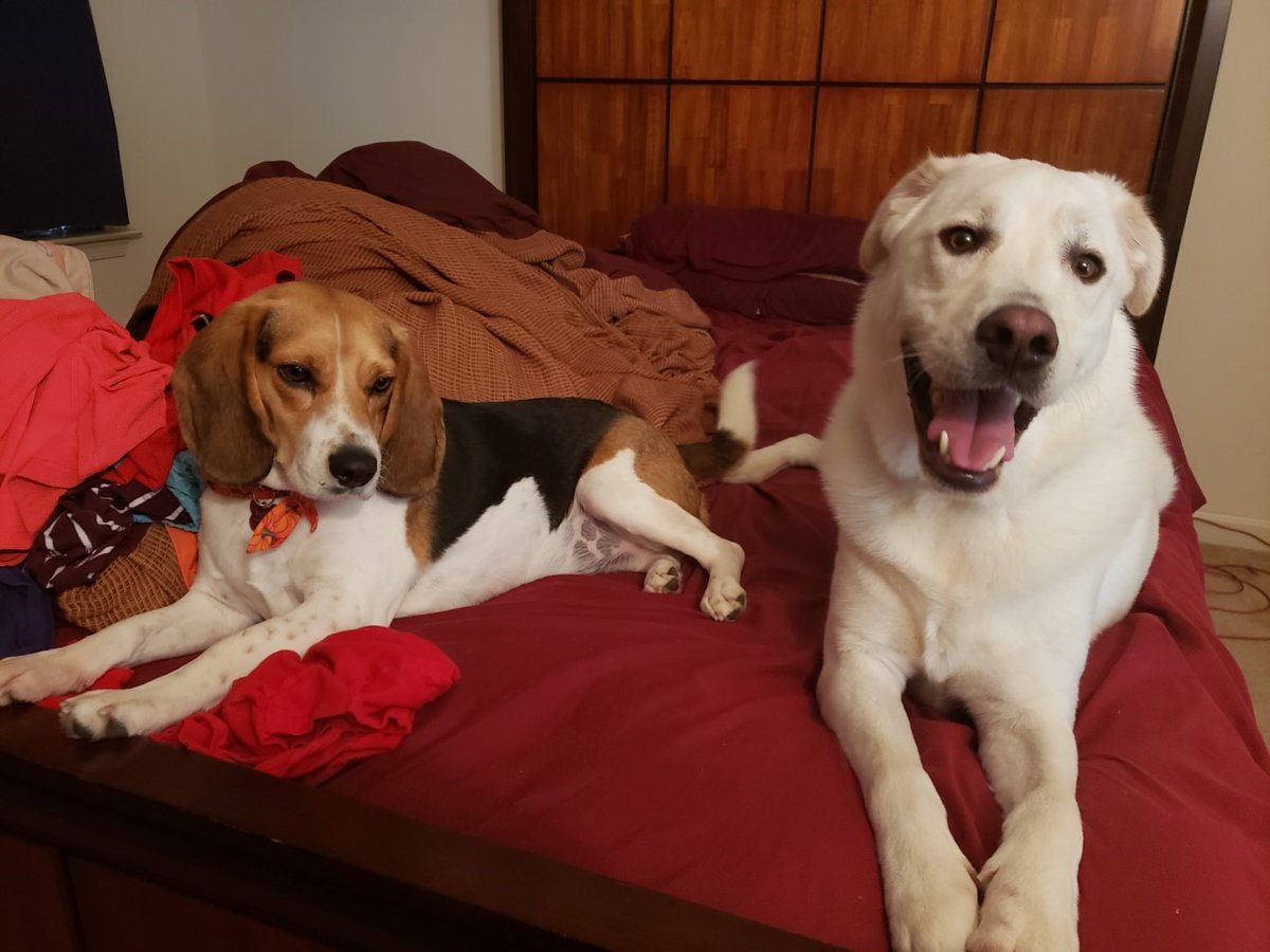DawnWhiteNews's tweet photo. Please post pictures of your #dogs!
Happy #NationalRescueDogDay to Houston the #labrashepherd #HurricaneHarvey #rescuedog from @PittieLovePeace and Waffles the #beagle #dog from Greenmore Farm Animal Rescue (who saved him from a high-kill shelter in Kentucky). 
#AdoptDontShop https://t.co/Wd2JFdHC90