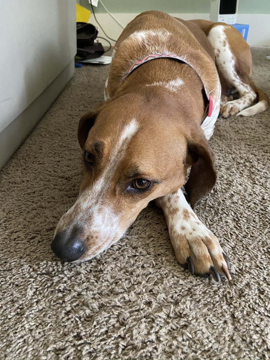 hendricksoncl's tweet photo. @KrisKling @secondchancepet @pawsatlanta @atlantahumane Stella Louise.... https://t.co/A8e90EqSuj