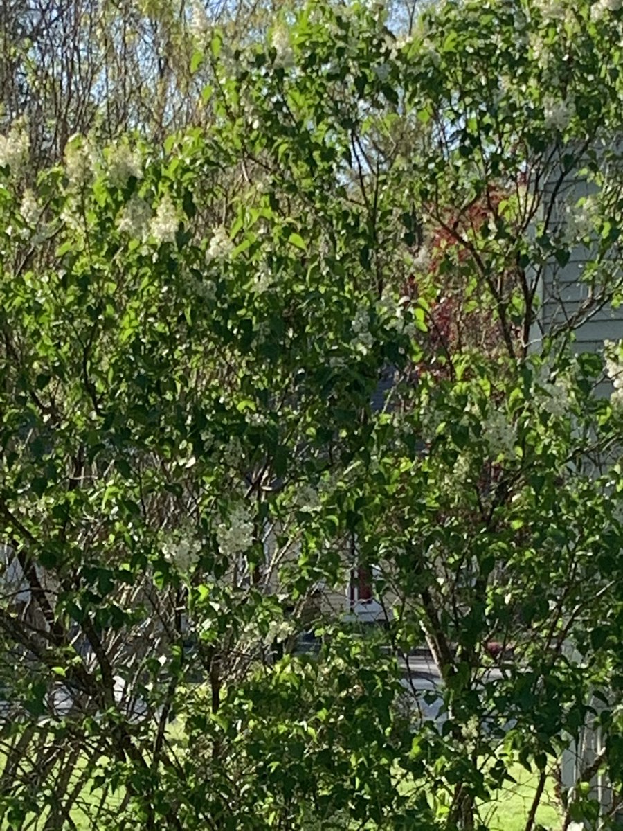 mlistHDHS's tweet photo. Our beautiful lilac trees are blooming!!  Their beauty and scent are my happy place!!
#SAU34staffwellness #SilverLining https://t.co/zjas6wEQaX