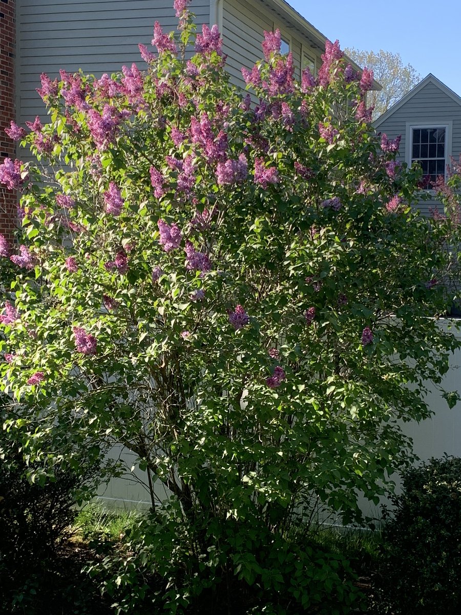 mlistHDHS's tweet photo. Our beautiful lilac trees are blooming!!  Their beauty and scent are my happy place!!
#SAU34staffwellness #SilverLining https://t.co/zjas6wEQaX