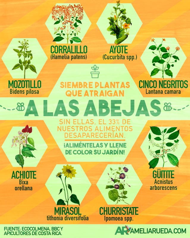 ameliarueda's tweet photo. Sin las abejas el 33% de nuestros alimentos desaparecería. En el Día Internacional de las Abejas le dejamos algunas plantas que puede sembrar en su casa para atraerlas y llenar de color su jardín. https://t.co/T0gis7X4t9