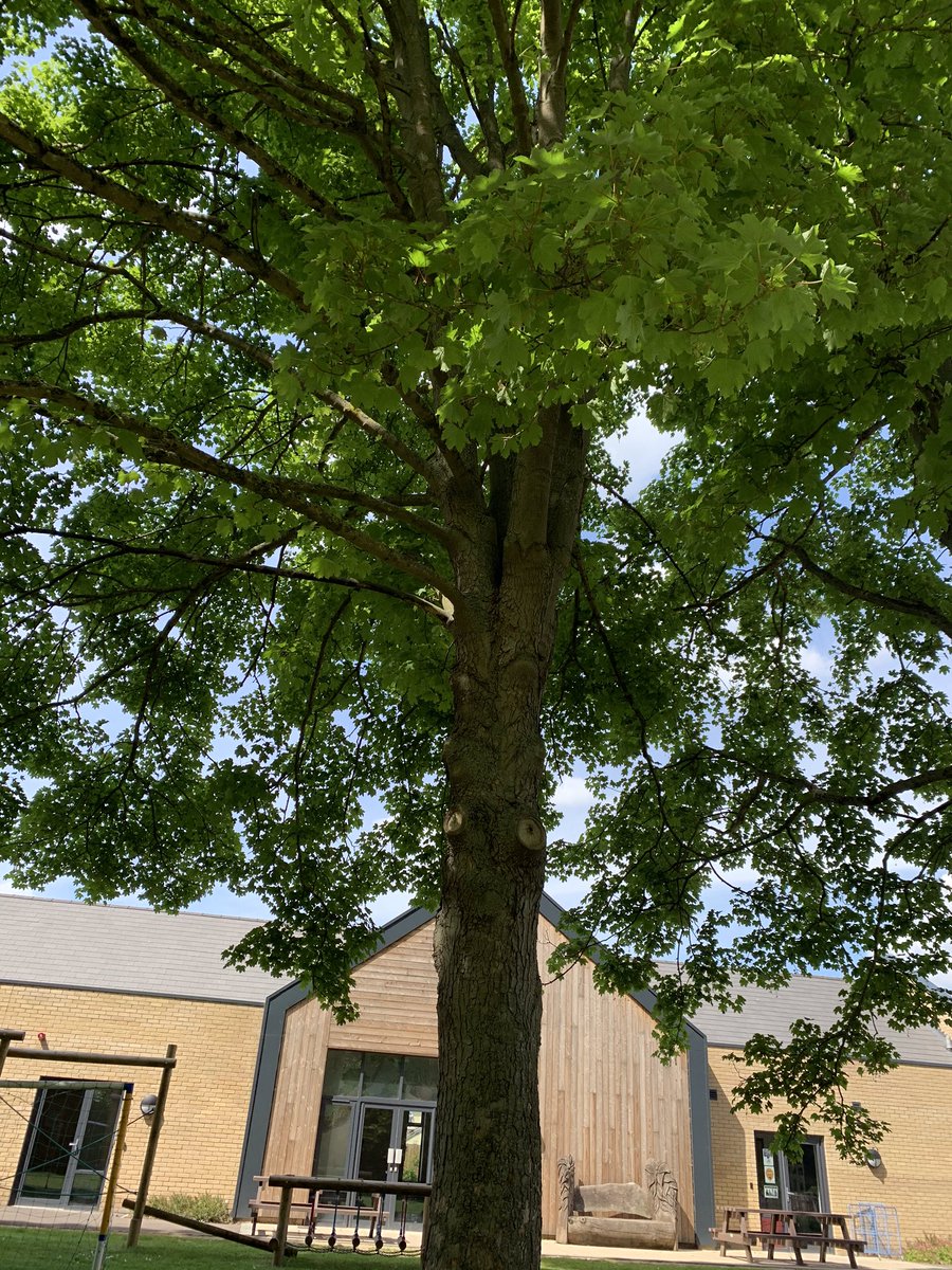 MrsDintheForest's tweet photo. This tree, that is situated just outside our woodland area, is a source of delight to a group of girls who are certain that fairies live it in... “I’ve checked in my fairy book and there definitely are fairy windows and a door up there....” #fairies #innocence #specialtrees https://t.co/lWBIUDPvwm