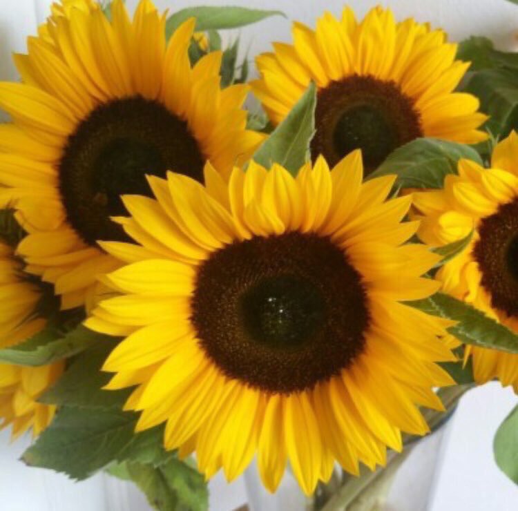 I just want some sunflowers🌻