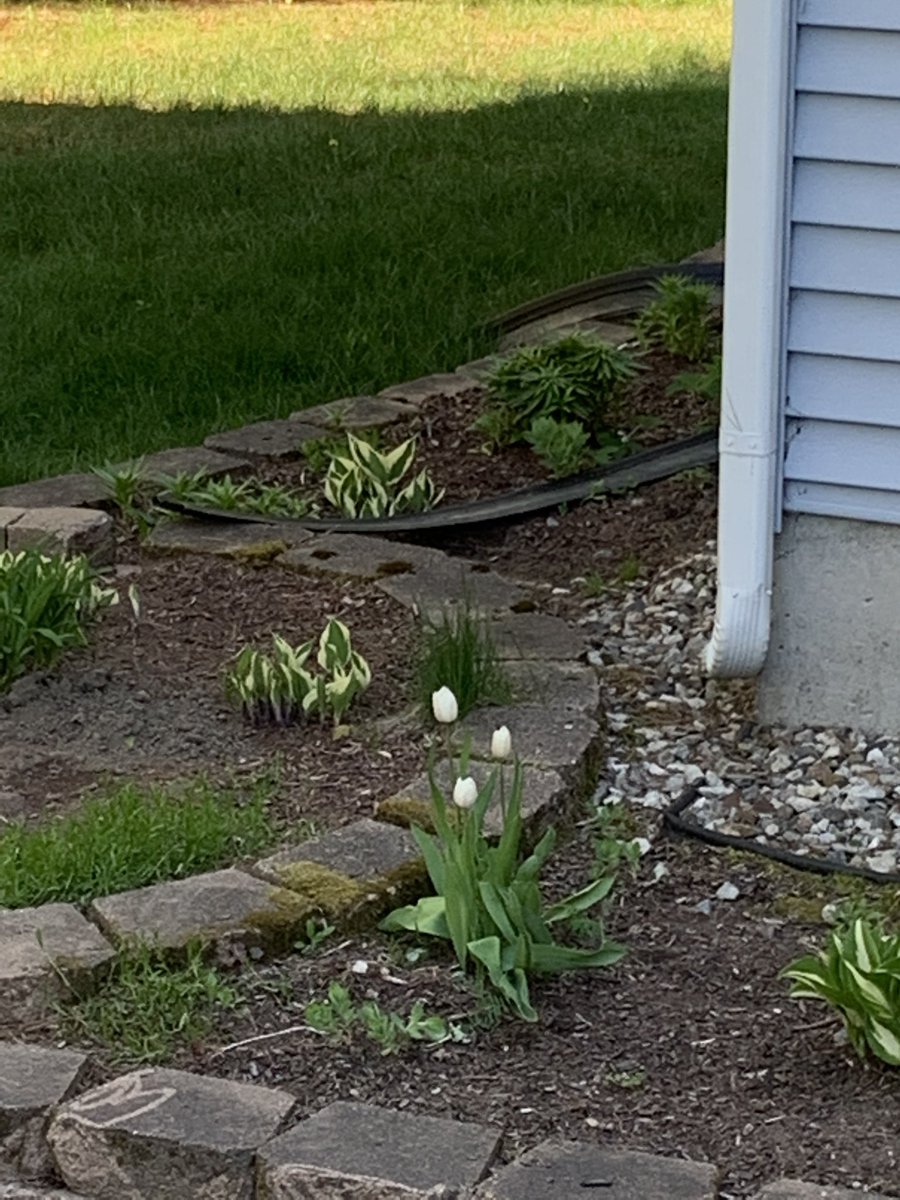 mlistHDHS's tweet photo. Our backyard is blooming!!  Welcome to my happy place!!
#SAU34Staffwellness  #SilverLining https://t.co/TFOKwpq9RN