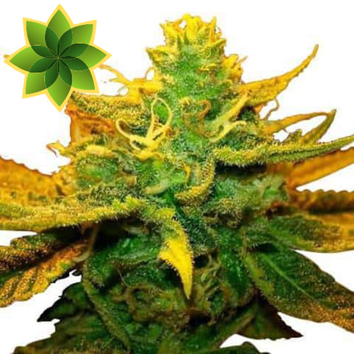 CannabiMedia's tweet photo. La variedad de Cannabis Mango Kush tiene un sabor similar al de la fruta de mango actual, con un sabor distintivo de kush y toques de pino en la exhalación. Sus brotes están cubiertos de pistilos naranjas y se describen como...
¿Quieres saber mas?
👇👇👇
https://t.co/E7wS8dAprH https://t.co/zyOQ6dcIor