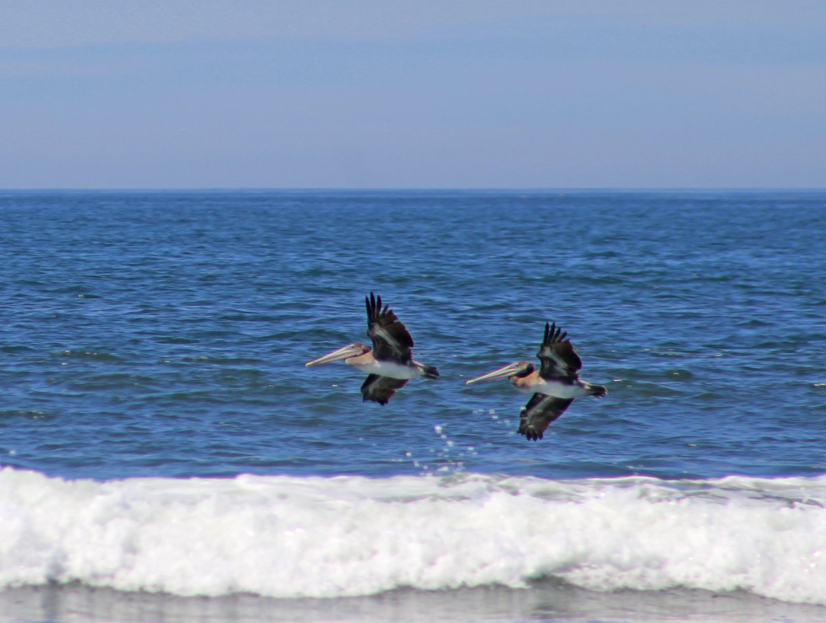 YakimaCarriage's tweet photo. A4 #Smalltowntourismchat THE BEACH! Which one? All of them maybe! @visitlbp @vacaoceanshores @VisitSeasideOR @CannonBeachOreg @westportwa @UnionGapWA @FunWicomico https://t.co/ngDTNhPoMS