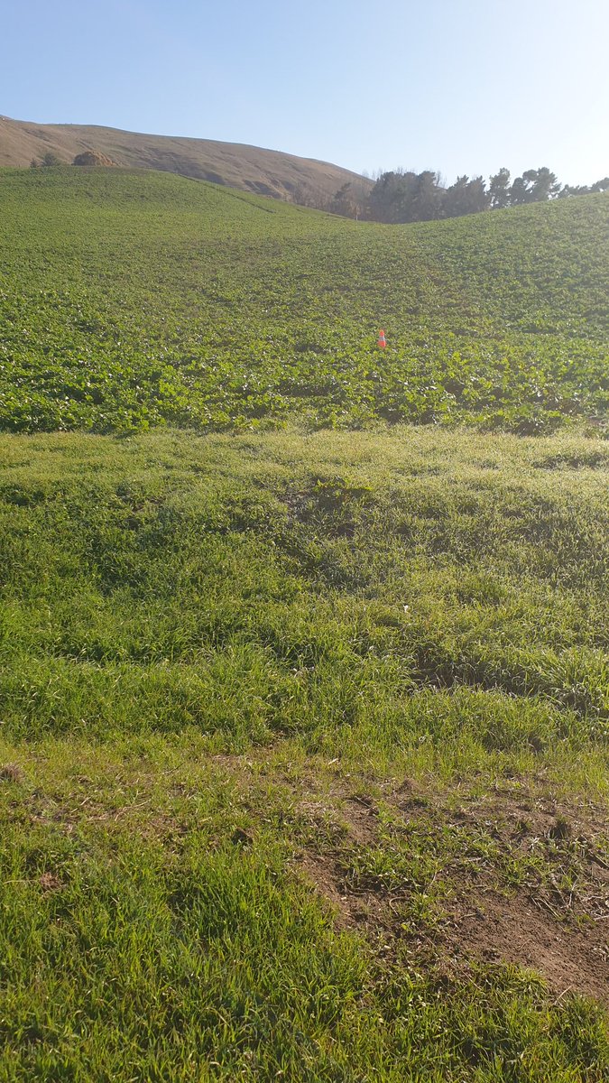 AshbyHa's tweet photo. Gave the #raphno a hard time through this drought, grazing it to low residuals towards the end of April but have shut it up for winter and it's coming back bloody well all things considered.. Only had 15mm of rain since last graze. https://t.co/ZHLluphztD