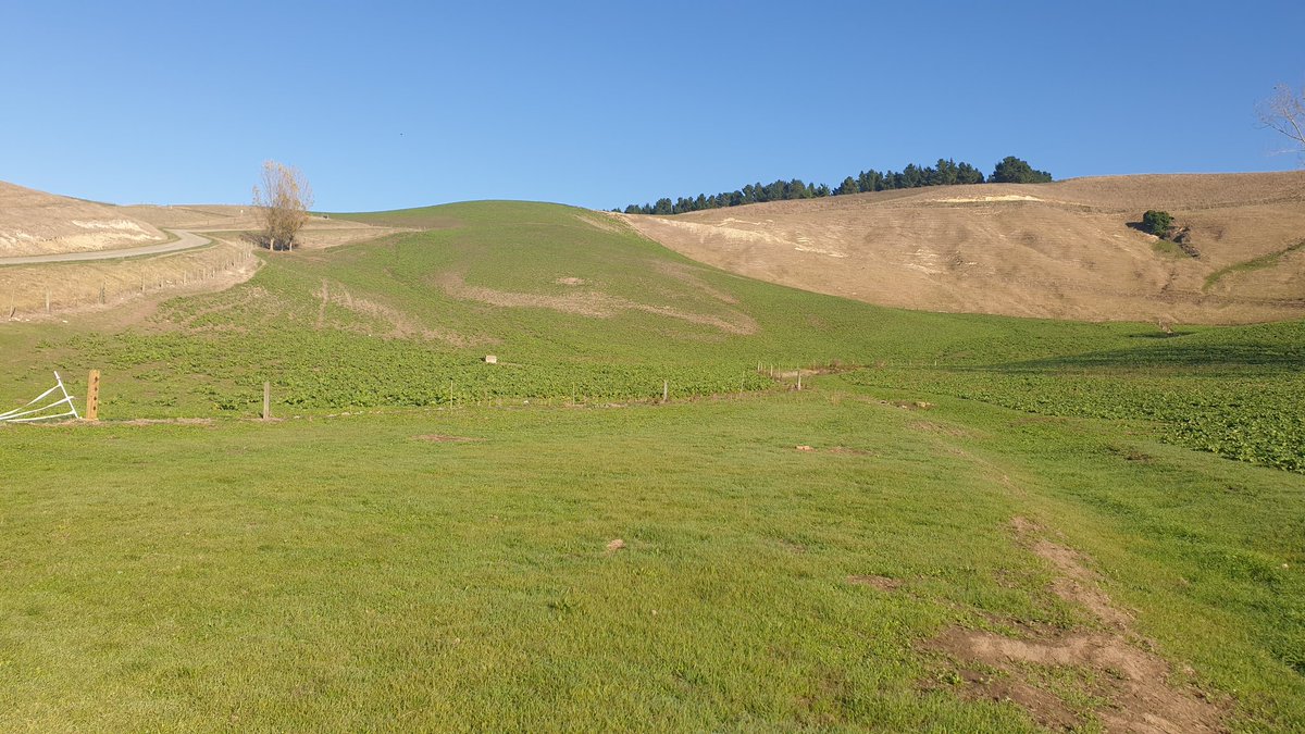 AshbyHa's tweet photo. Gave the #raphno a hard time through this drought, grazing it to low residuals towards the end of April but have shut it up for winter and it's coming back bloody well all things considered.. Only had 15mm of rain since last graze. https://t.co/ZHLluphztD