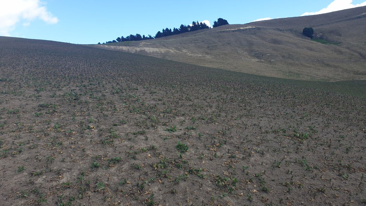 AshbyHa's tweet photo. Gave the #raphno a hard time through this drought, grazing it to low residuals towards the end of April but have shut it up for winter and it's coming back bloody well all things considered.. Only had 15mm of rain since last graze. https://t.co/ZHLluphztD