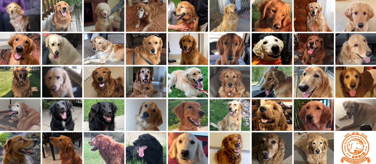GRRINebraska's tweet photo. There's still time to participate in Omaha Gives! Your support helps us provide veterinary care for our foster dogs - and who can resist those faces? https://t.co/WHdWKThI9F https://t.co/XnZlFTyisD