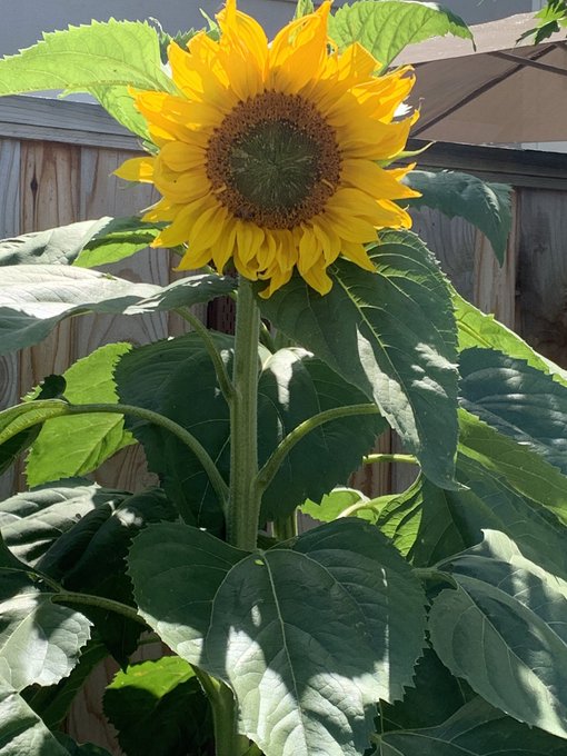 I couldn&rsquo;t pass up the opportunity to post a couple of #sunflowers. https://t.co/Z155Vd29CJ<a href="/tag/sunflowers"class="tags"><span>#sunflowers</span></a>