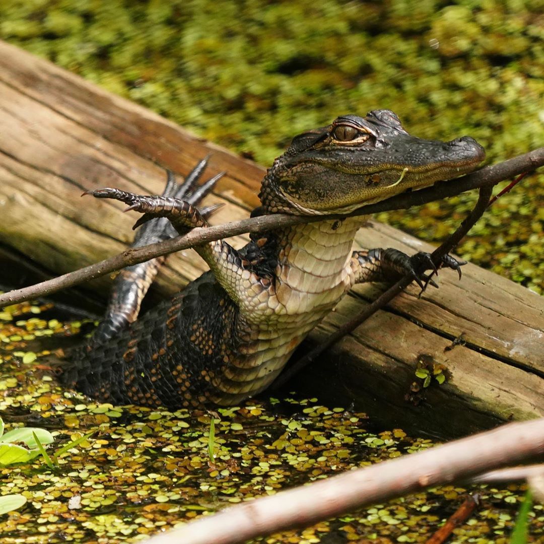 EvergladesNPS's tweet photo. This little gator has never heard of the Fosbury Flop, but that's not stopping it from getting over that twig! 💪 This is the #HumpDay motivation we needed. 

Photo by Sarah Rimkunas https://t.co/EA6gcPwQgY
