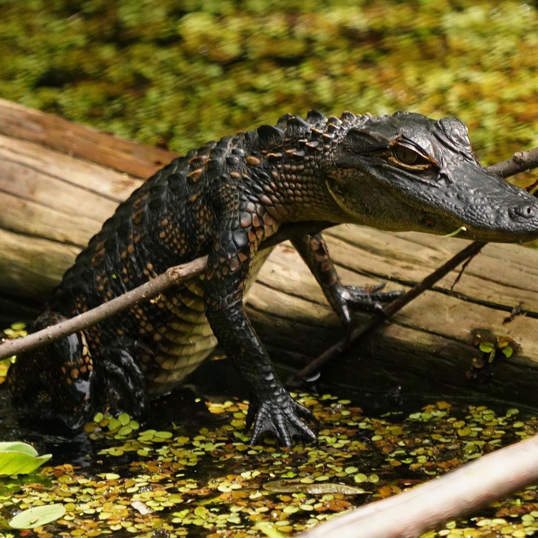 EvergladesNPS's tweet photo. This little gator has never heard of the Fosbury Flop, but that's not stopping it from getting over that twig! 💪 This is the #HumpDay motivation we needed. 

Photo by Sarah Rimkunas https://t.co/EA6gcPwQgY