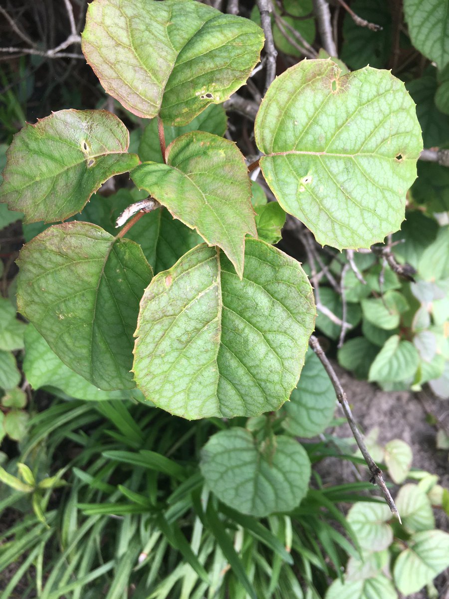HeadStartLTES's tweet photo. Did you find any patterns? I found some patterns in my yard. https://t.co/VDjpOyHMXQ
