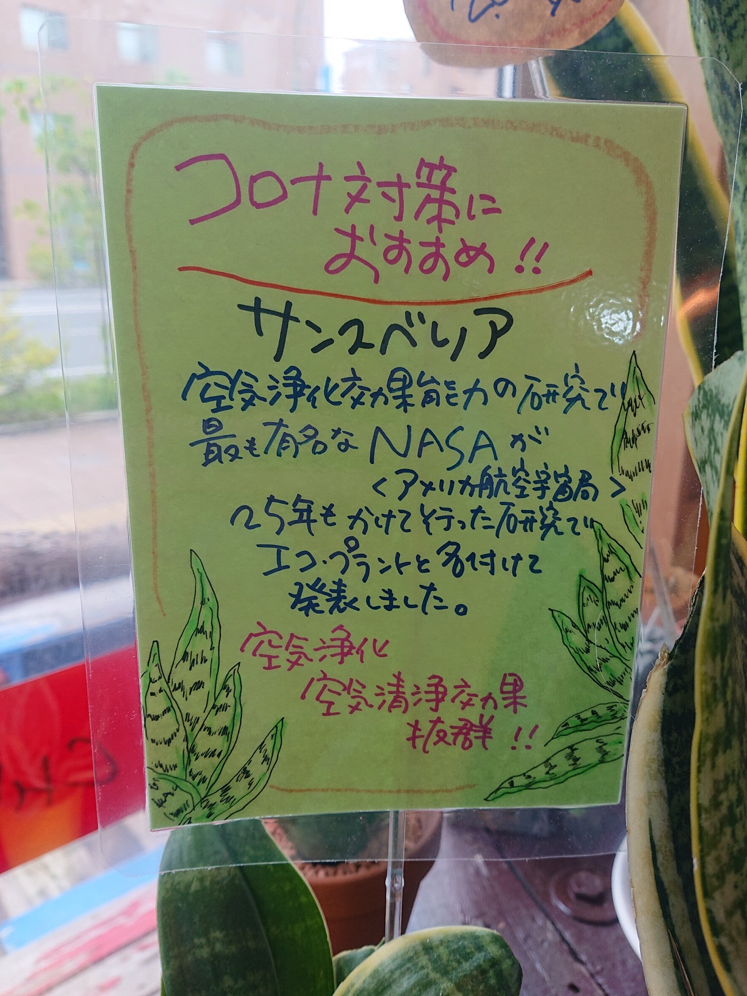 Flower Shop ちぐさえん Nasaからも認められた 天然の空気清浄機が入荷中です サンスベリアは 空気清浄効果が非常に高い植物 としてnasa アメリカ航空宇宙局 からも認められました サンスベリア サンセベリア コロナに負けるな