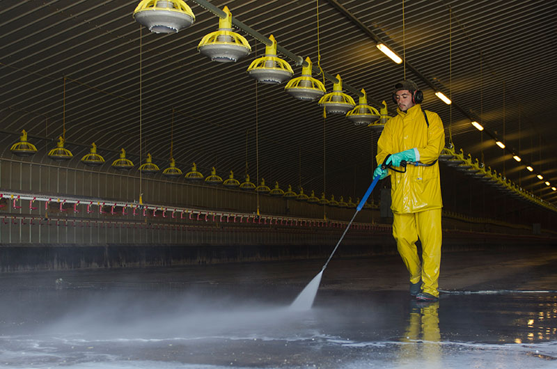 SpitwaterAus's tweet photo. When cleaning coops, stables, and dairy equipment, hot water pressure washers are a must. The heat helps to disinfect and kill bacteria, whereas cold water does not. Clean them regularly using a Spitwater pressure washer: https://t.co/AhWfgPVveF

#Spitwater #ThatsWhatItDoes https://t.co/SZj773d9QU