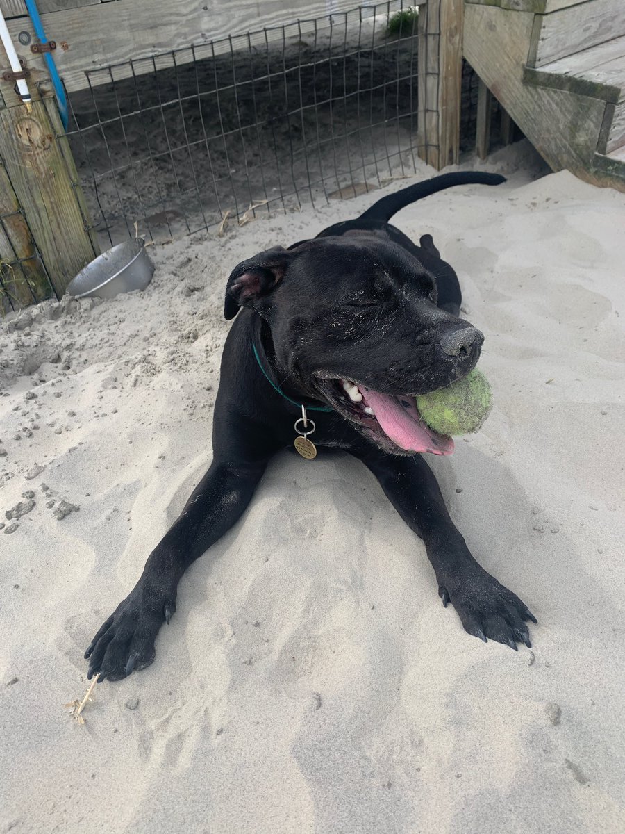 ceebs55's tweet photo. First beach trip was a success 🤘🏼 https://t.co/BVqdFC5In6