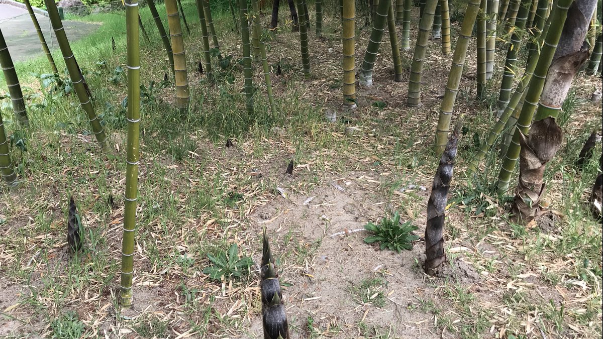 竹の子 بحث في تويتر 竹の子 بحث في تويتر