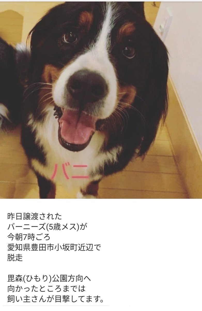 BMDGo's tweet photo. #迷子犬　#愛知県
見かけた方、宜しくお願い致します。
追加情報　毘森公園辺りで目撃あり
連絡先インスタ　opponokaiまで
@maigo_dog_ 　さん宜しくお願いします。 https://t.co/Oxzqa4h5hc