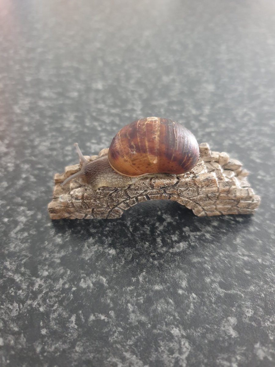 Raesorsharp's tweet image. This #SubpoenaObama is taking too long and #Hillarybodycount how is she still free. This snail raced over this bridge quicker than justice for the children #Freethechildren #Occupythegetty