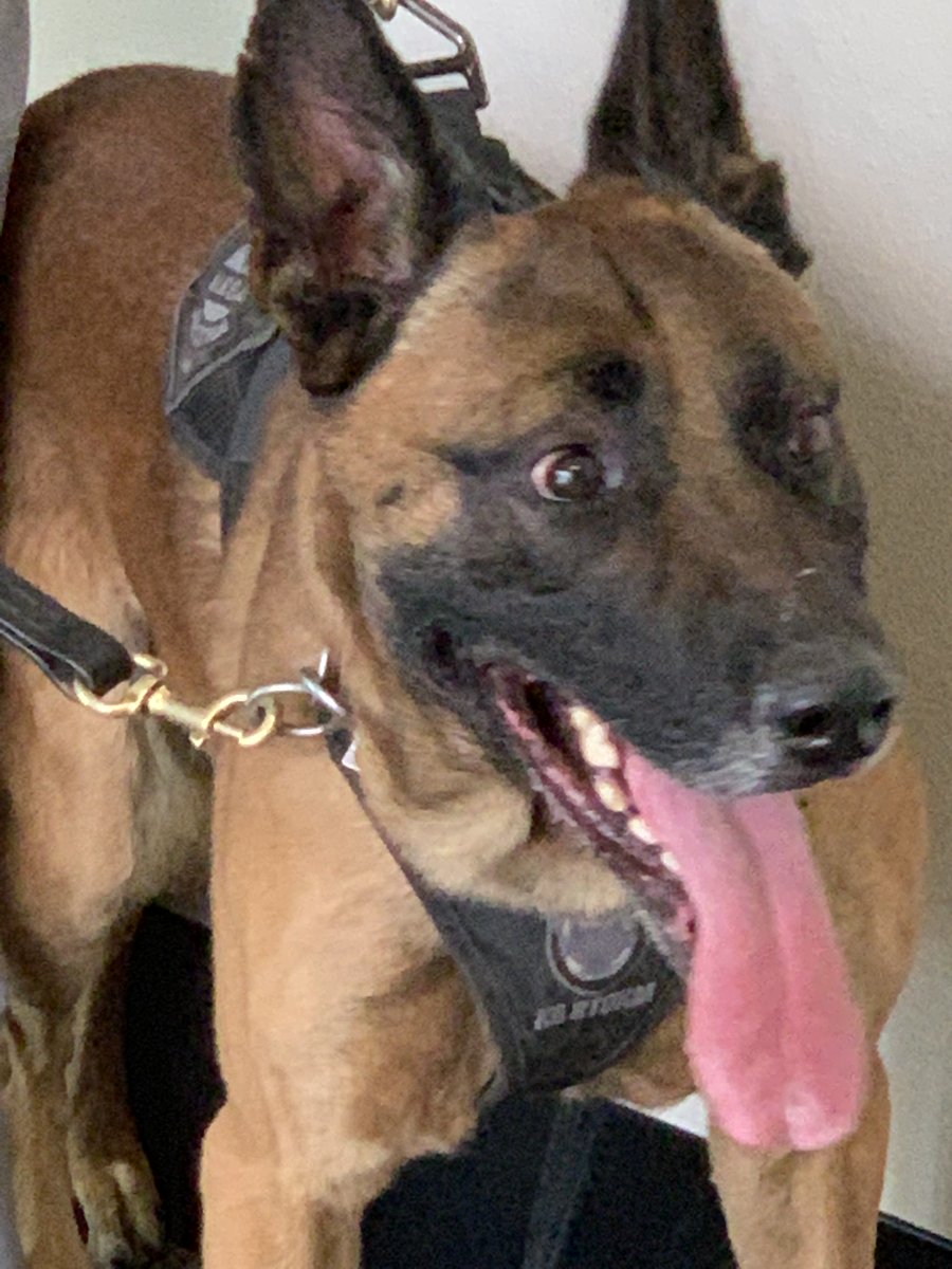 MesaPD's tweet photo. K9 Rico will receive a bullet and stab protective vest thanks to a fundraiser hosted by Stacey Gervasi through Sunland Springs Village and a charitable donation from non-profit Vested Interest in K9s. @vik9s https://t.co/aYZDpODS1n