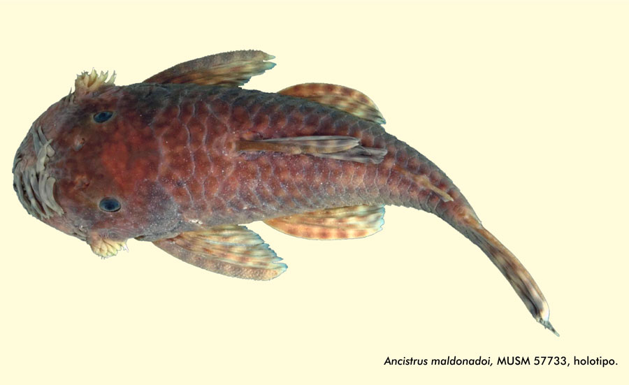 NuestroAMAZONAS's tweet photo. Descubren una nueva especie de carachama: biólogo detalla cómo se realizó el estudio https://t.co/44qqbIT5Us #nuestroAMAZONAS #SPDA https://t.co/wwYalbKx3w