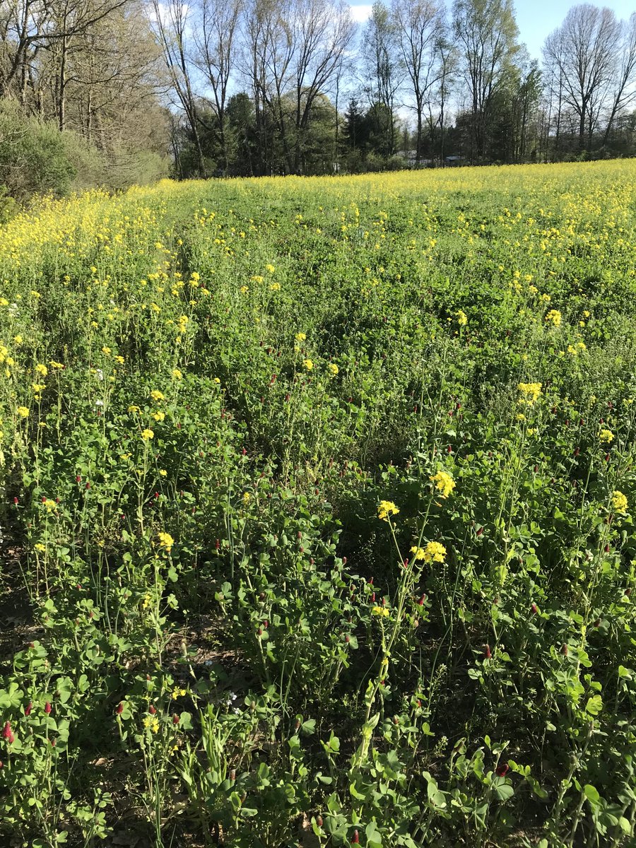 Pp ground last year and wheat with #covercrop the prior year this is #SoilHealth