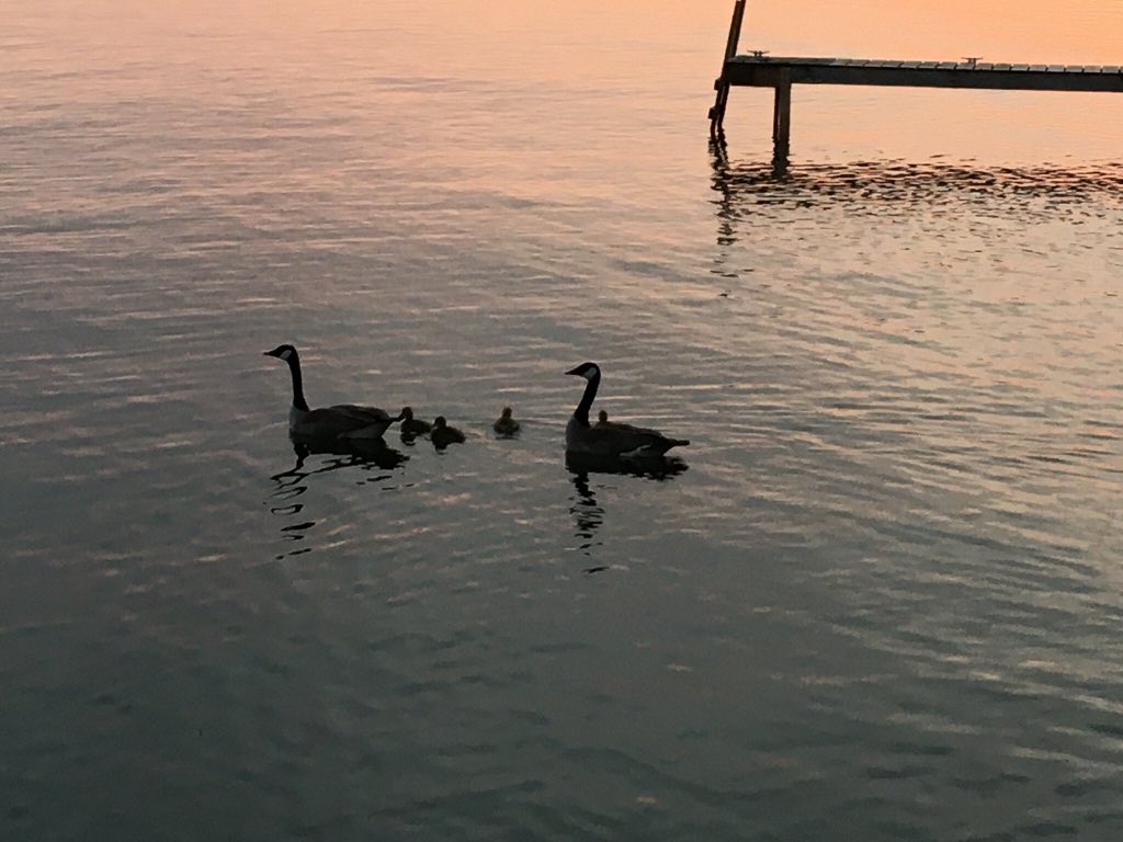 An explosion in the goose population in front of our place. Families physically distancing....