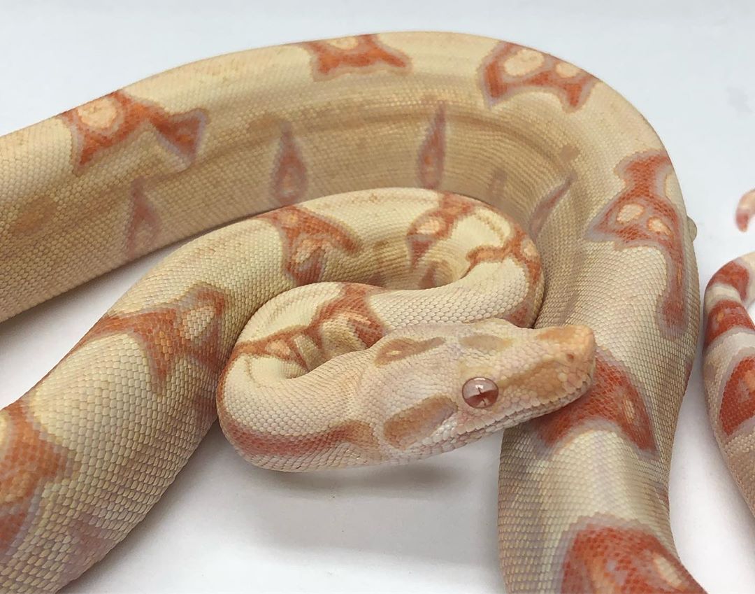Motion Reptiles tweet media