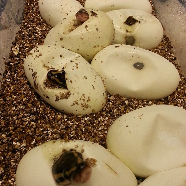 Motion Reptiles tweet media