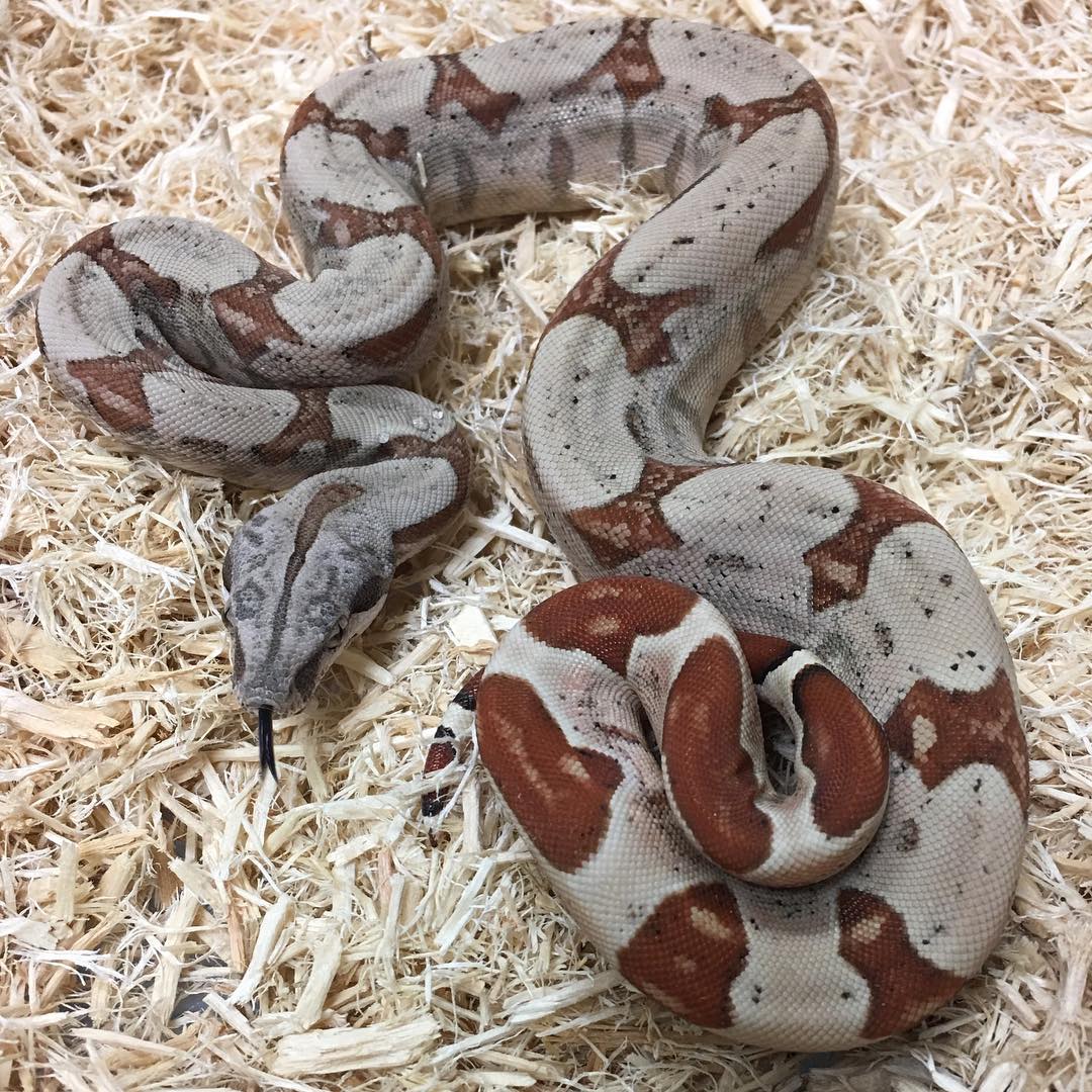 Motion Reptiles tweet media