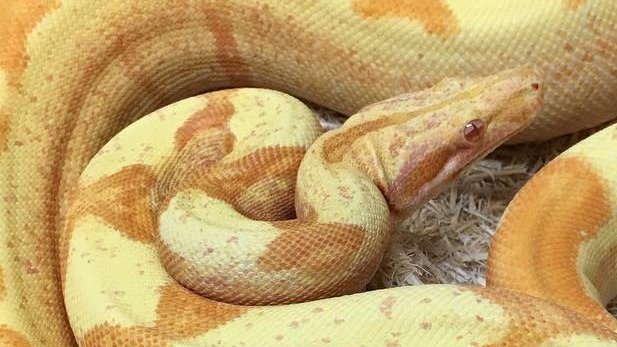 Motion Reptiles tweet media