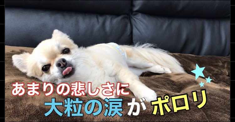 保護犬チワワのルゥくん Ruutube0305 Twitter