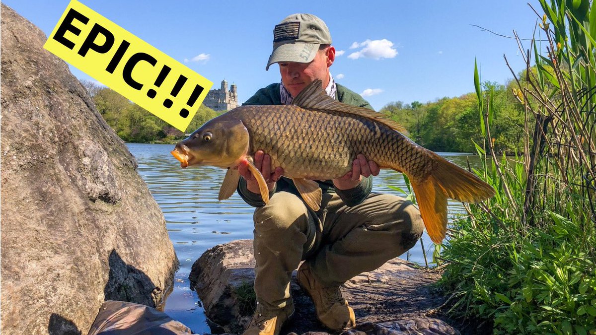 top_tactic's tweet photo. New video is out on the Tube at Top-Tactic Fishing. Who would of thought that Central Park was loaded with carp. Caught over 100 pounds. Don’t miss out on this video! #toptacticfishing #carpfishing #CentralPark https://t.co/XA8VTWu4Za