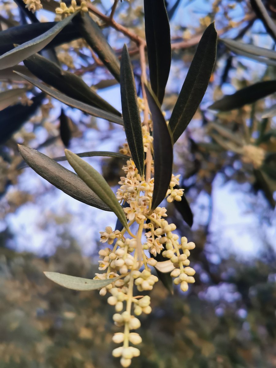 KristinaGrozic's tweet photo. A little bit earlier this year, #olive #flowering is just happening in #istria County https://t.co/U1Vqf1yeyC