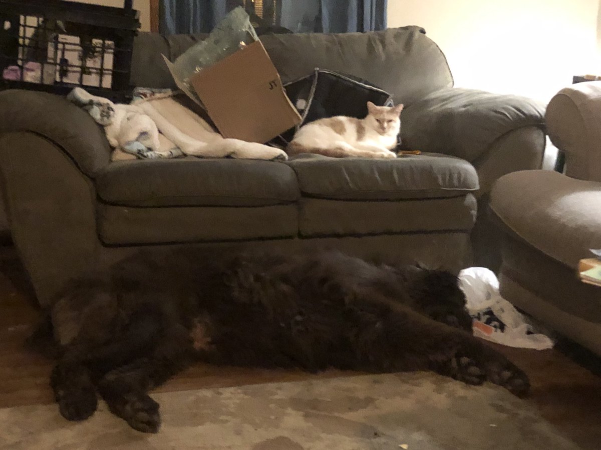 My dog and a cat- closest they’ve gotten since his arrival!