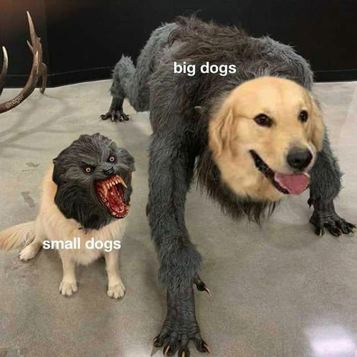 *coughs* chihuahua *coughs*