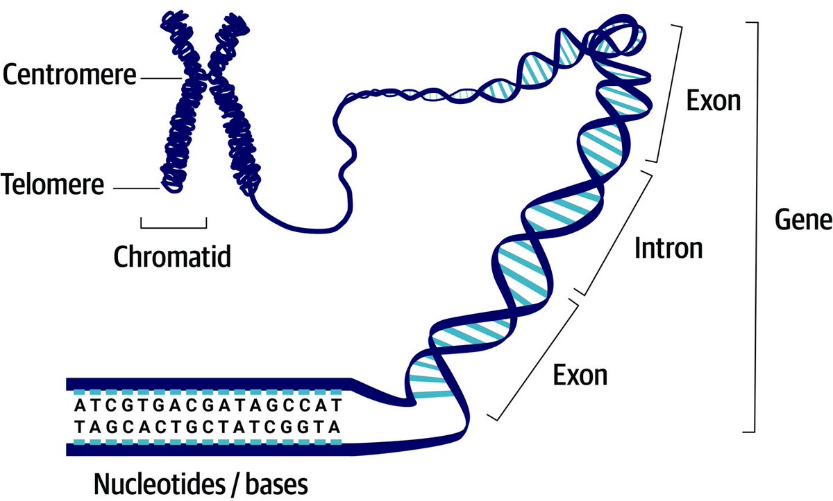 2-Genomics in a Nutshell: A primer for newcomers to the field of genomics, covering foundational terms and concepts such as genes, DNA and genomic variation, plus the technical basics of sequencing and handling genomic data.